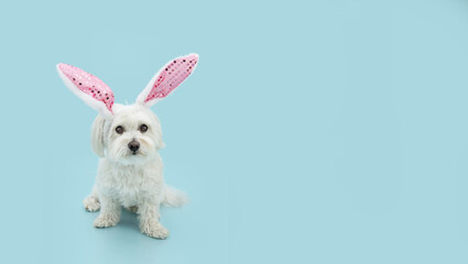 Banner happy easter dog spring. Maltese puppy wearing bunny ears. Isolated on blue colored background.