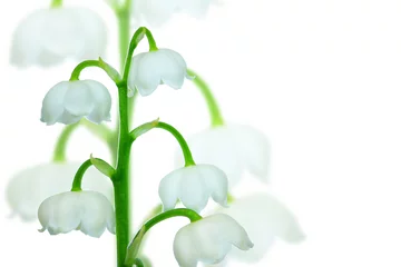 Fotobehang Lily of the valley, Convallaria majalis. May bells, sweetly scented woodland flowering plant. Nature macro photography, isolated on white background with copy space. © K I Photography