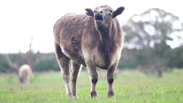 Big Cow mooing and yelling at camera.