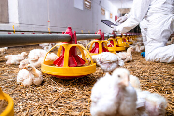 Farmer in sterile clothing controlling chicken feeding system at modern poultry farm. © littlewolf1989