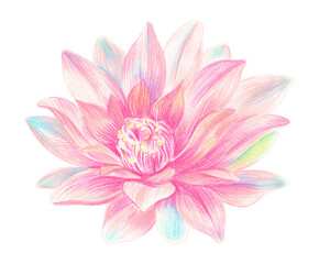 Fototapeta premium Pink cactus flower