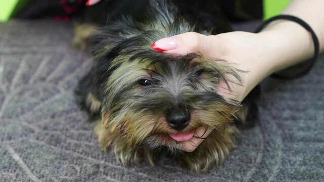 Groomer combs of Yorkshire Terrier. extras at the pet store
