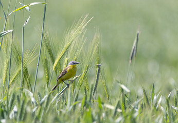 Yellow wagtail bird in green field 