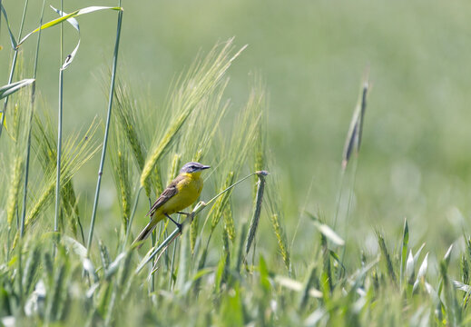 Yellow wagtail bird in green field 