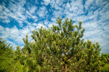 Fototapeta na wymiar Green trees forest on sky background