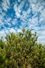 Obraz premium Green trees forest on sky background