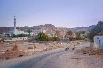 rural landscape with mosque and goats in the Sinai Peninsula
