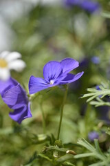 紫の小さな花