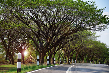 Fototapeta na wymiar Beautiful long road with green trees summer day