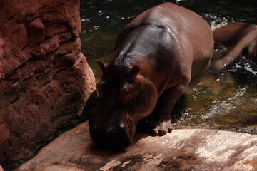 hipopotam wychodzący z wody - obrazy, fototapety, plakaty
