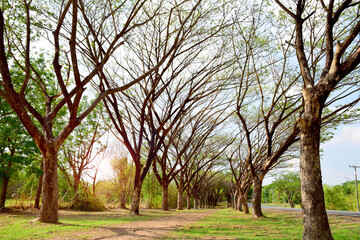 Deciduous tree leaves in dry season