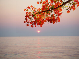 Branches of colorful flowers tree on soft blur sea at sunset background