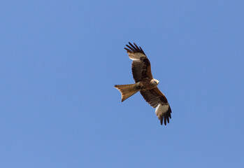 Red kite flying blue sky