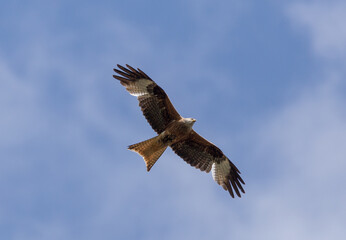 Bird of prey flying in sunshine sky