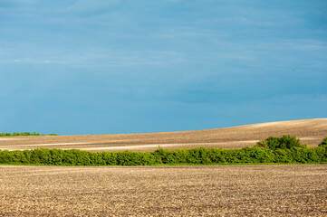 agricultural scenery with a newly planted potato crop in chalky soil near Sledmere under a blue sky 
