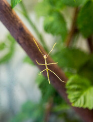 Stick insect pharmacy (Latin: Pharmacia stick insect) green color sitting on the glass on the background of leaves. Animal world fauna insects.