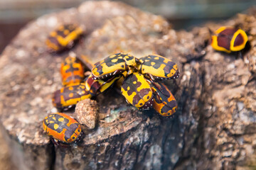 Bronze three-spotted (lat. Flower Beetle) with a beautiful yellow pattern on the back, sitting on a tree trunk. Animal world fauna insects.