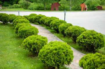 Landscape design. Road, forest