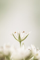 Blooming white flowers with stamen and pestle romantic bouquet single bud in the middle on light...