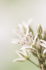Blooming white flowers with stamen and pestle romantic bouquet on light bokeh background vertical...