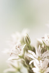 Blooming white flowers with stamen and pestle romantic bouquet on light bokeh background vertical macro vintage effect