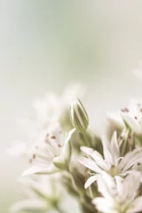 Fotobehang Raamdecoratie trends Bloeiende witte bloemen met meeldraad en stamper romantisch boeket op lichte bokeh achtergrond verticale macro vintage effect