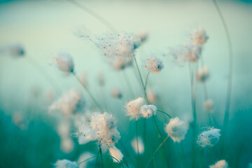 Eriophorum scheuchzeri Hoppe Fineart Natur Blumen kleine Schirmchen