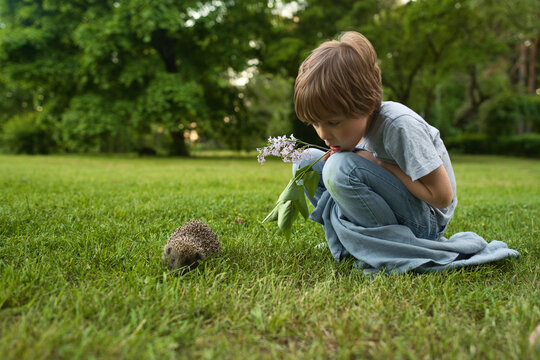 Two brother boys looking at wild hedgehog on the grass. High quality photo