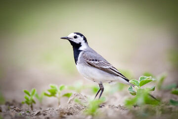 Fototapeta premium White wagtail