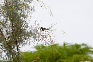 sparrow bird on a tree, wildlife outdoor animal, nature plants fauna background wallpaper