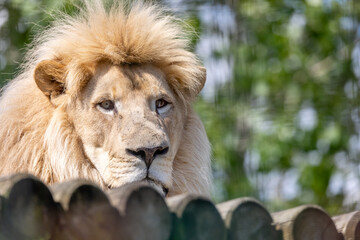 portrait of a male lion