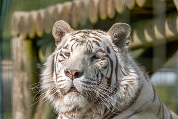 white tiger