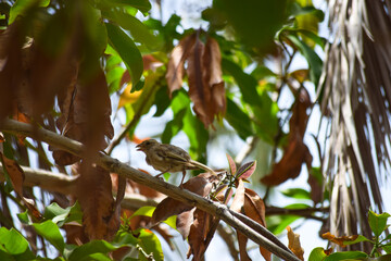 sparrow bird on a tree, wildlife outdoor animal, nature plants fauna background wallpaper