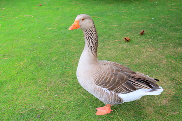 Beautiful gray geese, perigord geese walk on green lawn in summer on goose farm. Goose meat, French...