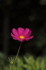 オオハルシャギクのクローズアップ。