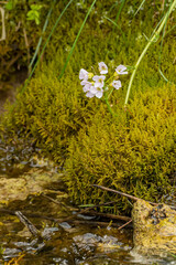 A small flower grows from the moss by the stream