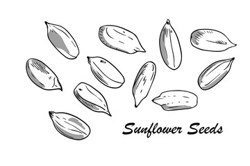 Hand drawn sunflower seeds with shadows. Outline style, vector ink drawing illustration on isolated background.