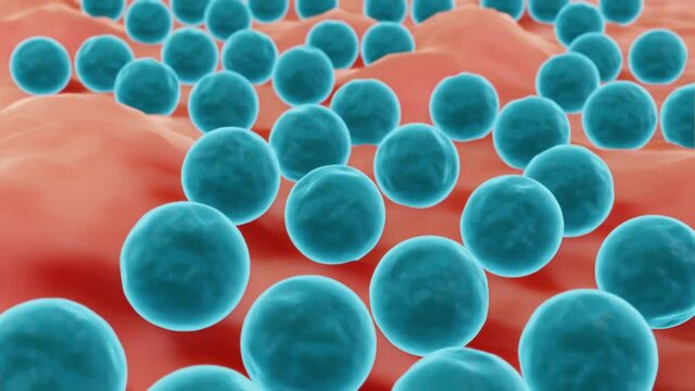 Staphylococcus bacteria on a surface such as mucosa or skin