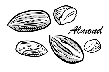 Hand-drawn set of almonds with shadows. Outline style, ink drawing vector illustration on isolated background.