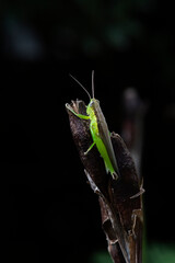 アヤメの実につかまるコバネイナゴの長翅型またはハネナガイナゴ1