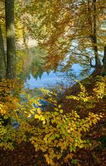 Forest meadow on shore of picturesque lake. Vilshany water reservoir on the Tereblya river, Transcarpathia, Ukraine. Beautiful autumn day in Carpathian Mountains.
