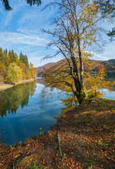 Forest meadow on shore of picturesque lake. Vilshany water reservoir on the Tereblya river, Transcarpathia, Ukraine. Beautiful autumn day in Carpathian Mountains.