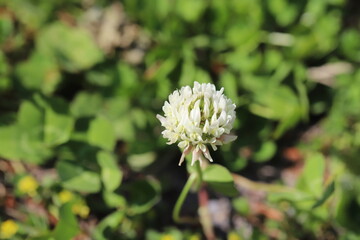 春の野原に咲くシロツメクサの花