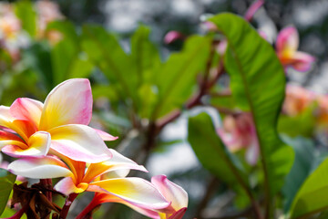 Pink and yellow plumeria flowers blooming on the tree.