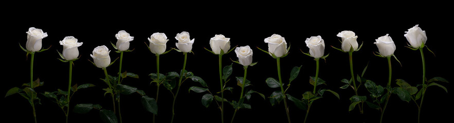 White roses on a black background, collage of several photos, panorama