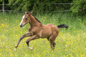 springendes Fohlen im Frühling