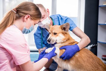 Veterinarian team examines the paws of a sick Corgi dog