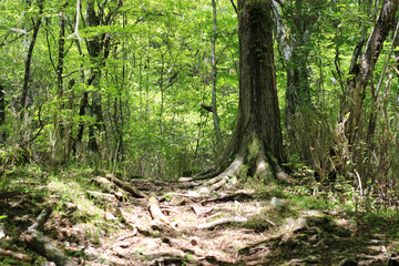 森林公園の遊歩道