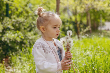 A little girl collects dandelions.