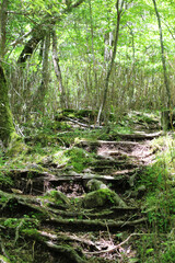 森林公園の遊歩道